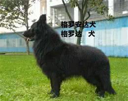 比利时牧羊犬的四种形态
