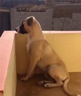 狗狗也有情绪，你知道吗？