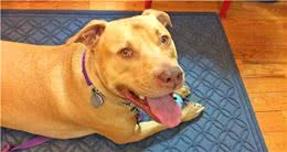 养狗后如何保持家里清洁，注意这3点，让狗狗不再弄脏家具地板