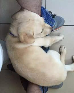 一辈子陪你上厕所，还不嫌臭的，恐怕只有狗狗了吧