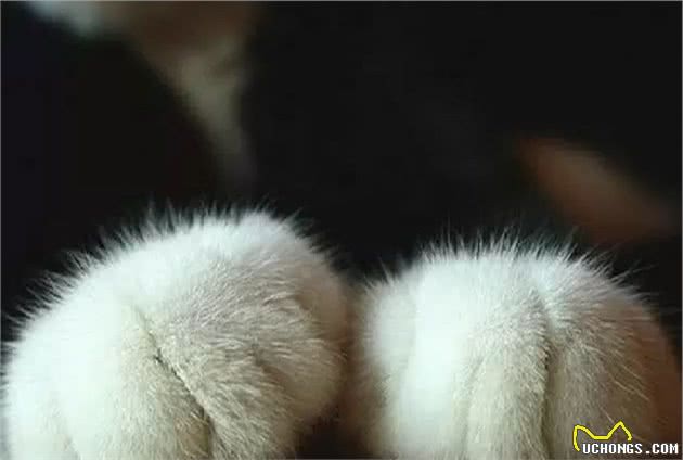 猫咪为什么会乱抓家具？到处磨爪子的原因不只像你想的那么简单