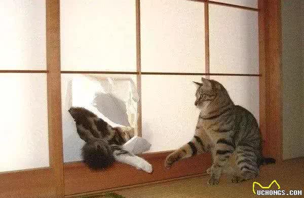 猫咪为什么会乱抓家具？到处磨爪子的原因不只像你想的那么简单