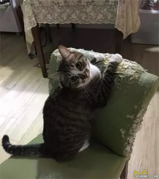 猫咪为什么会乱抓家具？到处磨爪子的原因不只像你想的那么简单