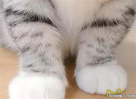 猫咪为什么会乱抓家具？到处磨爪子的原因不只像你想的那么简单