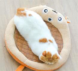 看尾巴能知道猫咪心情吗？