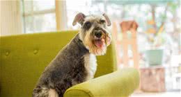 给狗狗来个“爱的抱抱”，它们可能反而会累觉不爱了