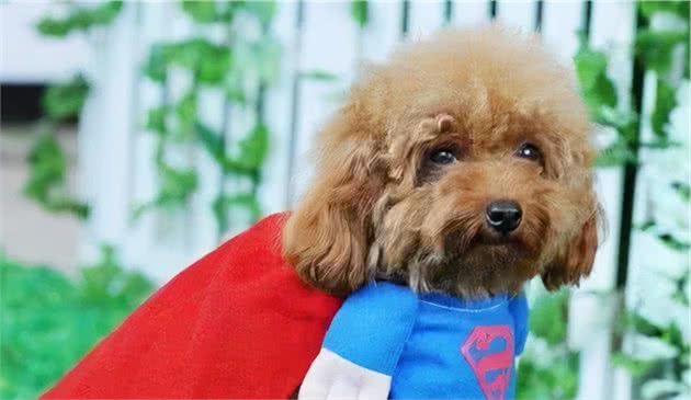 泰迪犬“很重要”的5个部位，一定要做好清洁