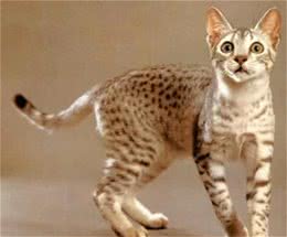猫咪那么可爱，你的星座本命猫主子来了！