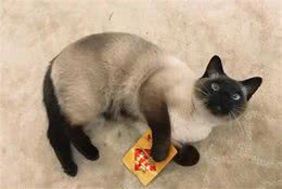 暹罗猫—猫界“挖煤工”，养它之前，先了解它的五大特性