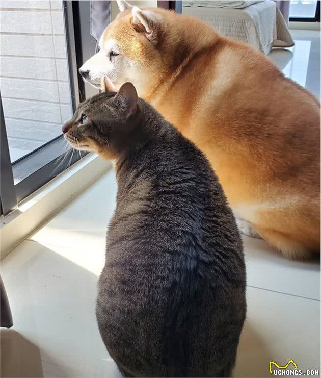 12岁柴犬每天只吃一顿，依然胖成一只海豹，羞愧得把头埋进枕头
