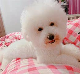 狗狗感冒如何处理？