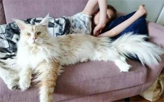 体型巨大的“嘤嘤怪”—缅因猫，它的温柔只有它的主人才能见得到