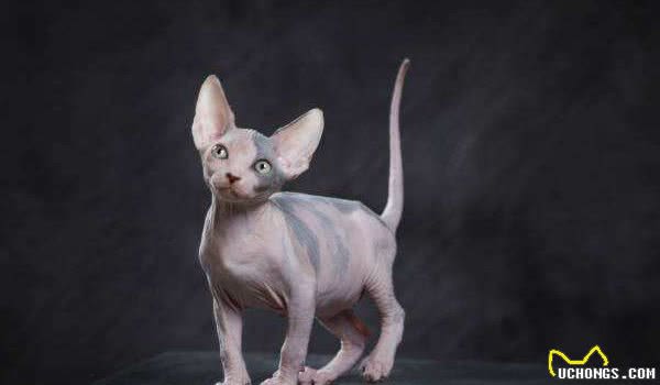 想养猫又害怕掉毛？下面这些猫几乎不掉毛，特别是最后一种！
