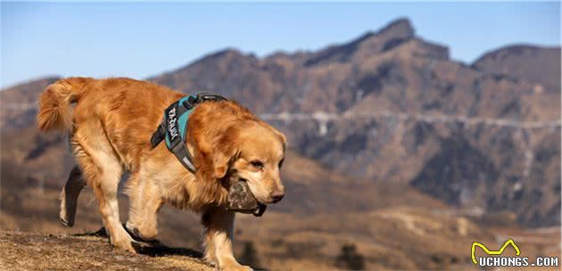 金毛犬呕吐怎么办？