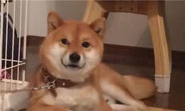 当柴犬出现以下表现，证明它已经被你“养熟”认主了