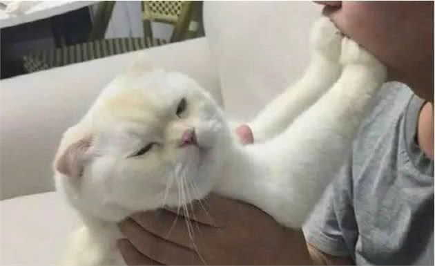 养猫后，你会发现这20个神奇的现象