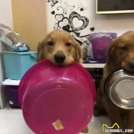 戈赞：狗狗排队用餐叼的碗竟然一个比一个大