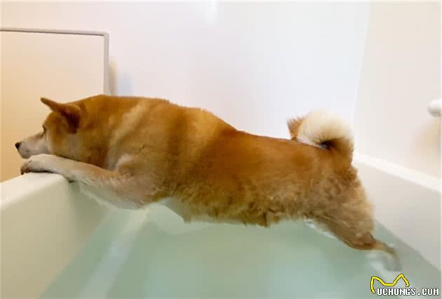 把玩具藏狗狗身上，固执柴犬找遍全家：我明明没有乱放