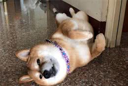把玩具藏狗狗身上，固执柴犬找遍全家：我明明没有乱放