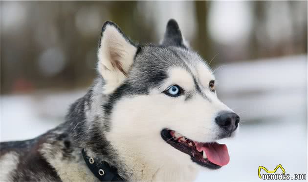 养品种犬，居然还有这些遗传病，你都清楚吗？