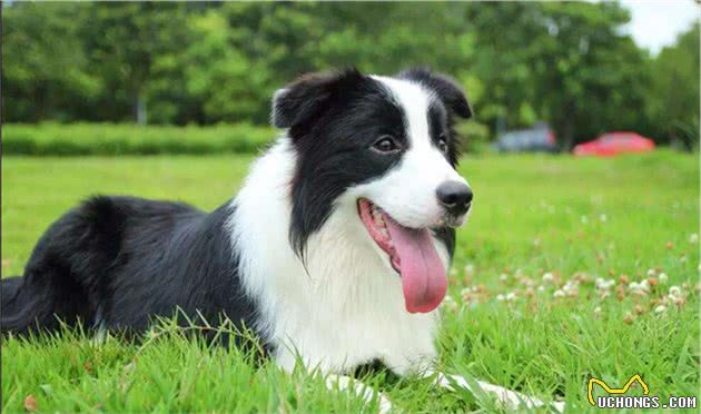 养品种犬，居然还有这些遗传病，你都清楚吗？