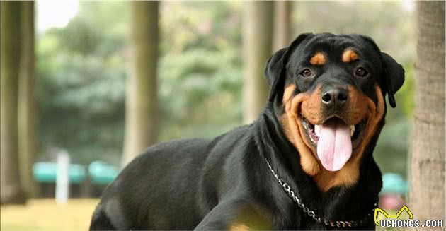 养品种犬，居然还有这些遗传病，你都清楚吗？