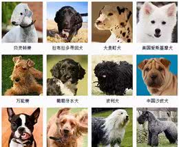 养品种犬，居然还有这些遗传病，你都清楚吗？