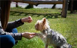 训练篇：宠物狗最好训练的阶段，你错过了吗？
