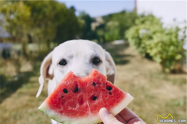 戈赞：夏天最适合狗狗吃的水果大盘点