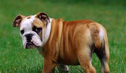英国10大名犬，斗牛犬和史宾格犬领衔，你喜欢它们吗？