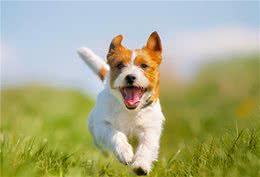 AKC第3组：梗犬组代表犬种：杰克罗素梗、美国斯塔福梗