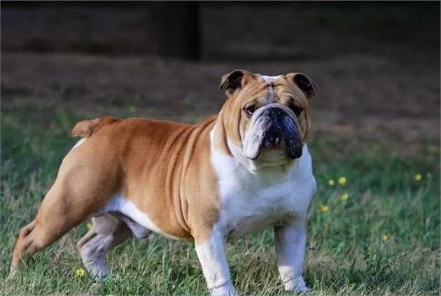 盘点十大最难驯服的犬种，你养了吗？