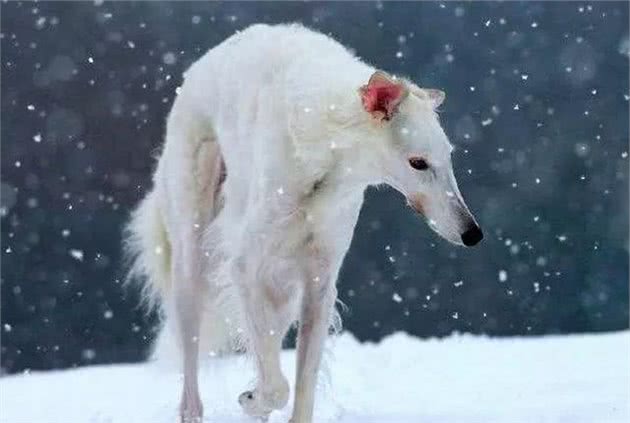 盘点十大最难驯服的犬种，你养了吗？