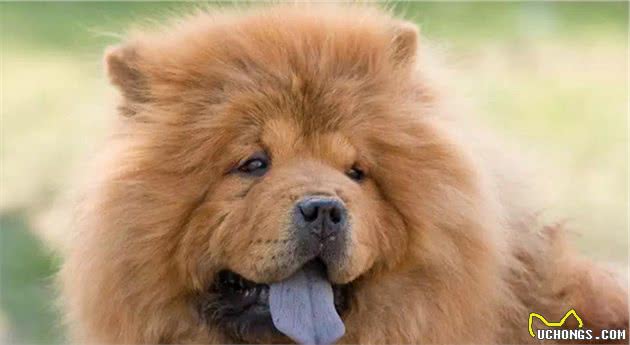 盘点十大最难驯服的犬种，你养了吗？