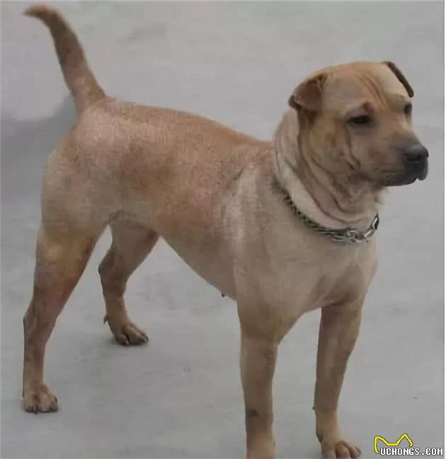 盘点十大最难驯服的犬种，你养了吗？