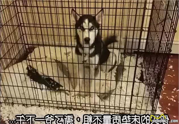 盘点十大最难驯服的犬种，你养了吗？