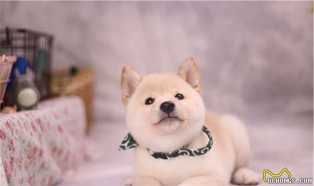 柴犬适合家养吗？专业饲养人教您，柴犬饲养技巧经验