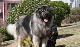 世界10大凶猛的护卫犬，杜高犬和藏獒上榜，你家有养吗？