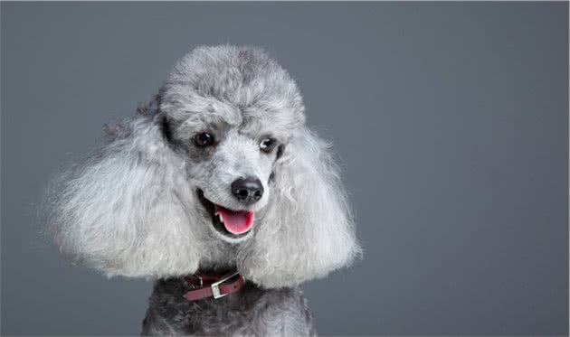 灰色贵宾犬为什么那么贵？网友直言：“水太深”了