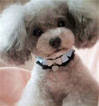 灰色贵宾犬为什么那么贵？网友直言：“水太深”了