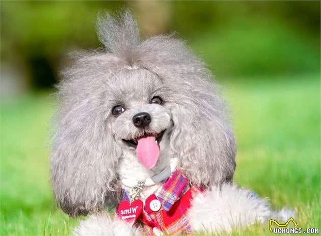 灰色贵宾犬为什么那么贵？网友直言：“水太深”了