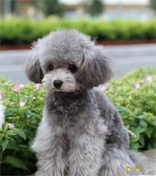 灰色贵宾犬为什么那么贵？网友直言：“水太深”了