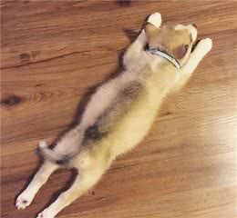 从狗狗睡姿看它对你的嫌弃程度