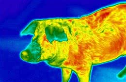 听不清、看不见的狗也能成功狩猎！因为鼻子能“看”到热辐射成像