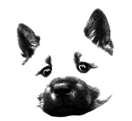 中华田园犬压根就不是一个犬种？是时候转变你的观念了！