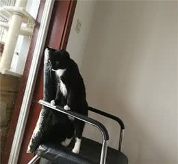 我们在吃保健品的同时，别忘记给猫咪吃哦