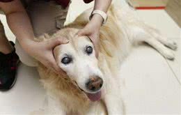 养狗经常做这几件事，狗狗的身体受不了