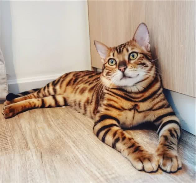 性子“最活泼”的几种猫，你家猫上榜了吗？