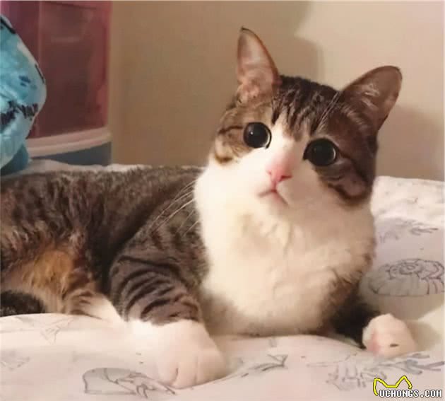 性子“最活泼”的几种猫，你家猫上榜了吗？