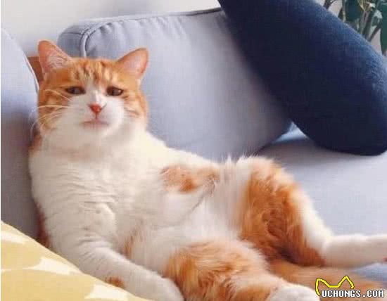 “土猫”也分种类！这些最常见的中华田园猫，你养过吗？